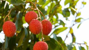 Litchis in vaso: ecco come puoi coltivarli a casa