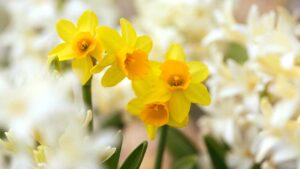 Narciso, come si coltiva il fiore simbolo della bellezza
