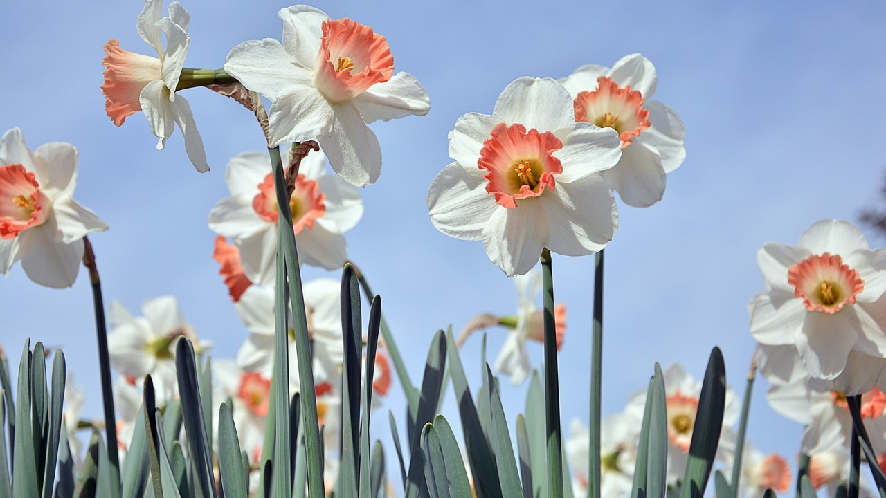 campo di narcisi