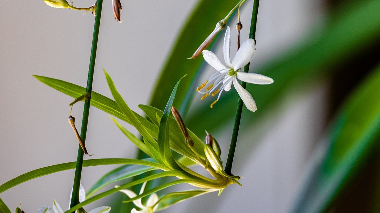 fiore della pianta ragno