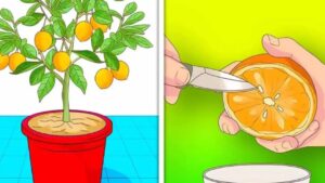 Piantare i mandarini dal seme: tutto quello che devi sapere