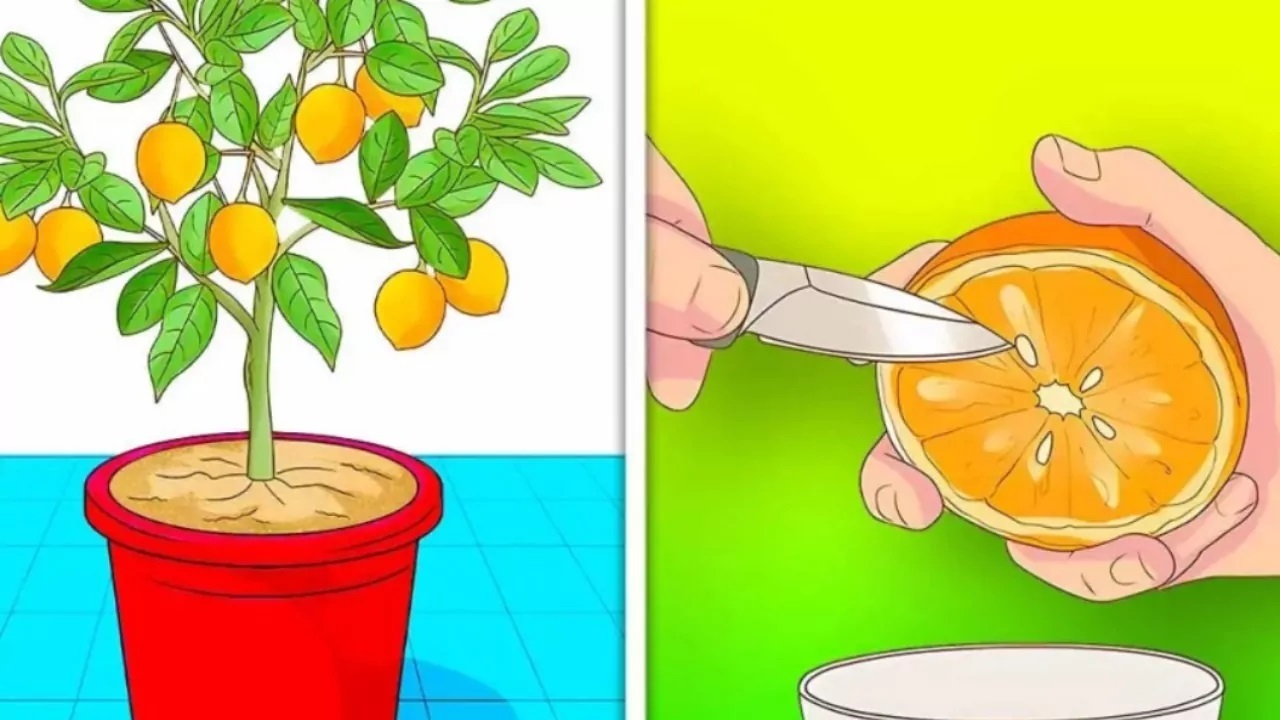 piantare mandarini