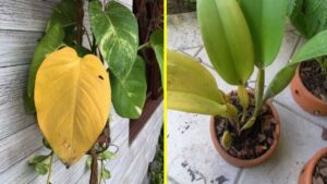 Perché le foglie delle piante diventano gialle e come risolvere questo problema