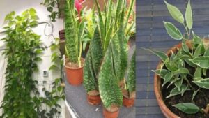 5 piante da tenere dentro casa senza il rischio che appassiscano