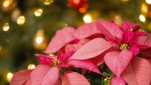 Non regalare sempre la Stella di Natale, ecco 10 piante portafortuna perfette