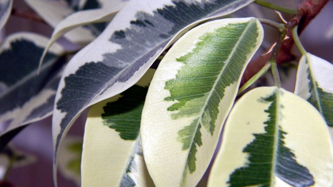 foglie di ficus