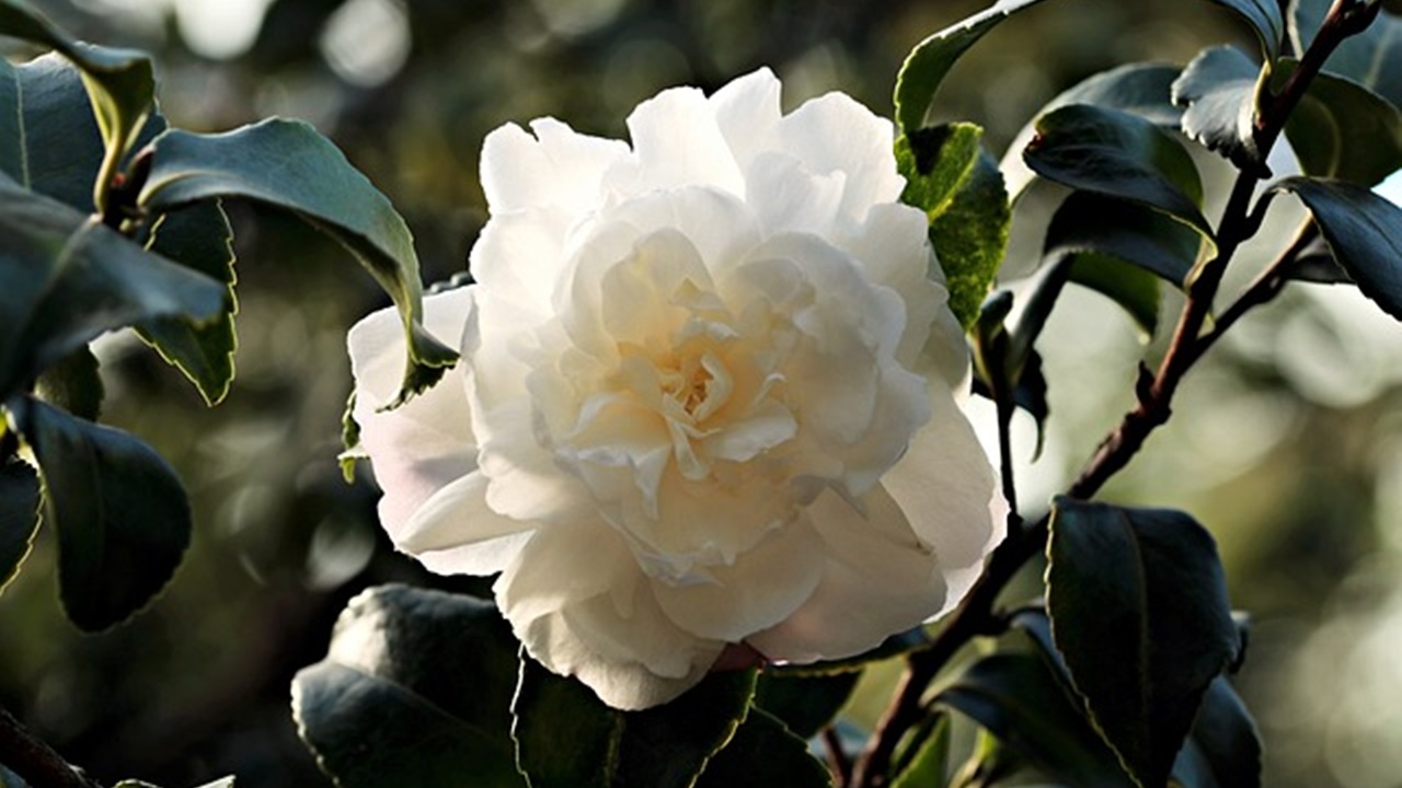 camelia