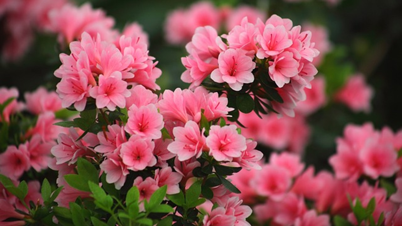 azalea