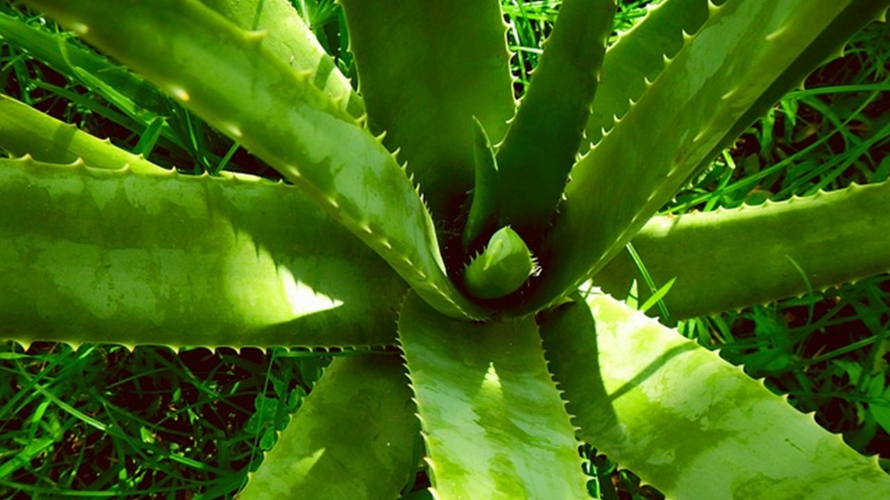 aloe vera