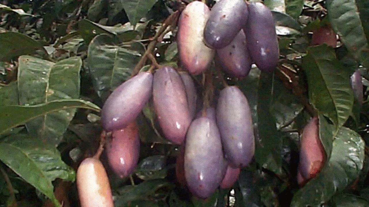 frutto tropicale