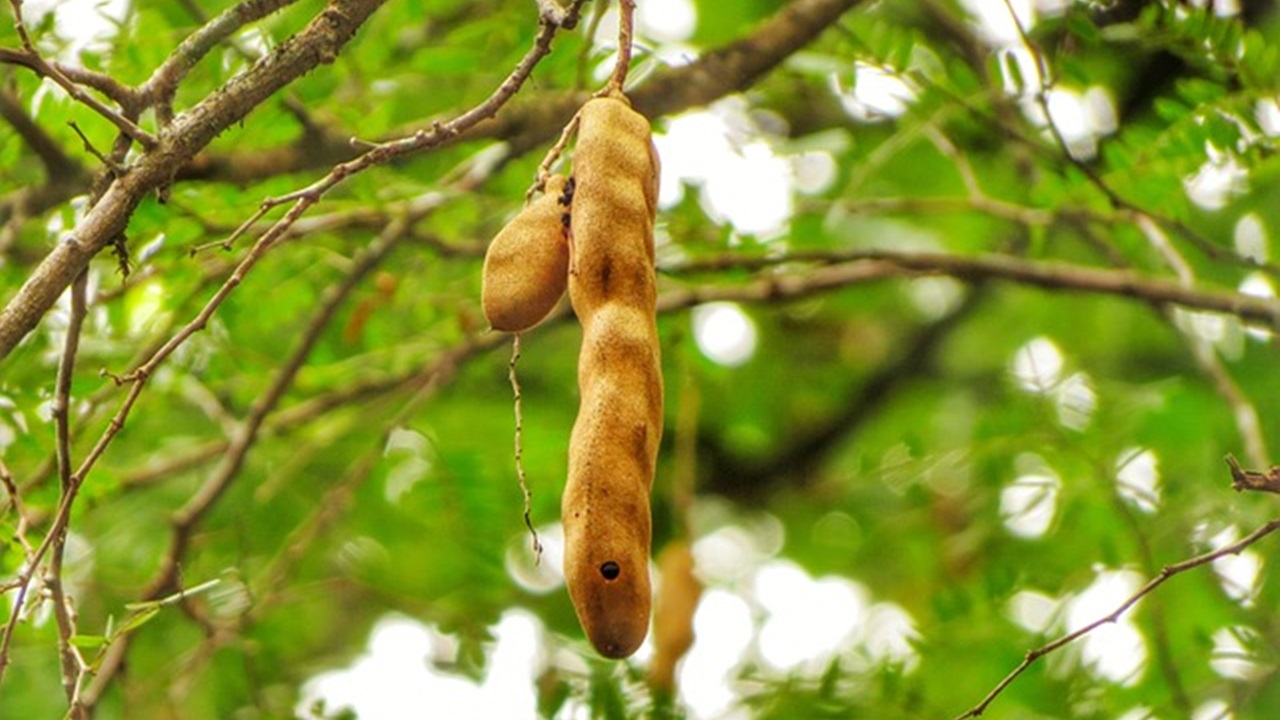 albero di tamarindo