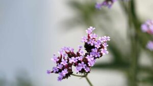 Verbena, come si coltiva in casa