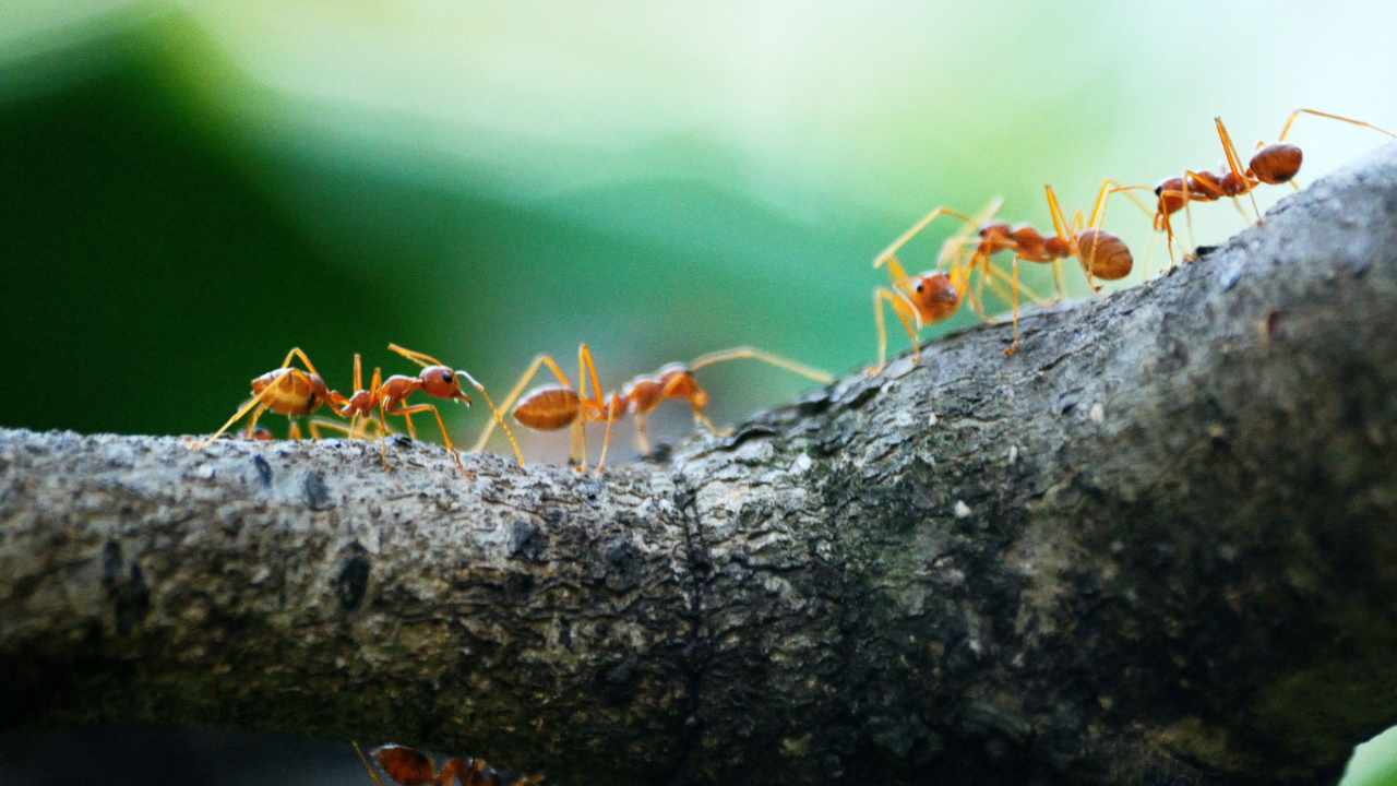 Formiche e insetti attaccano la pianta
