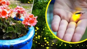 Come avere tante lucciole nel giardino: cosa fanno i giardinieri per attrarre questi magnifici insetti