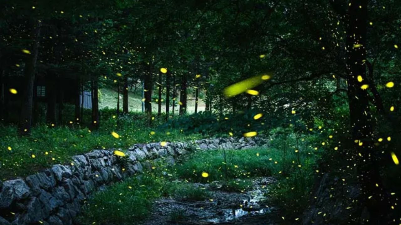 Lots of fireflies