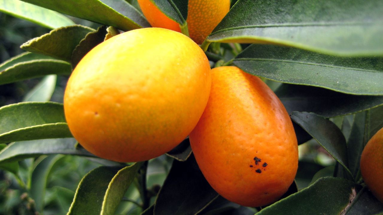 Frutti mandarino cinese