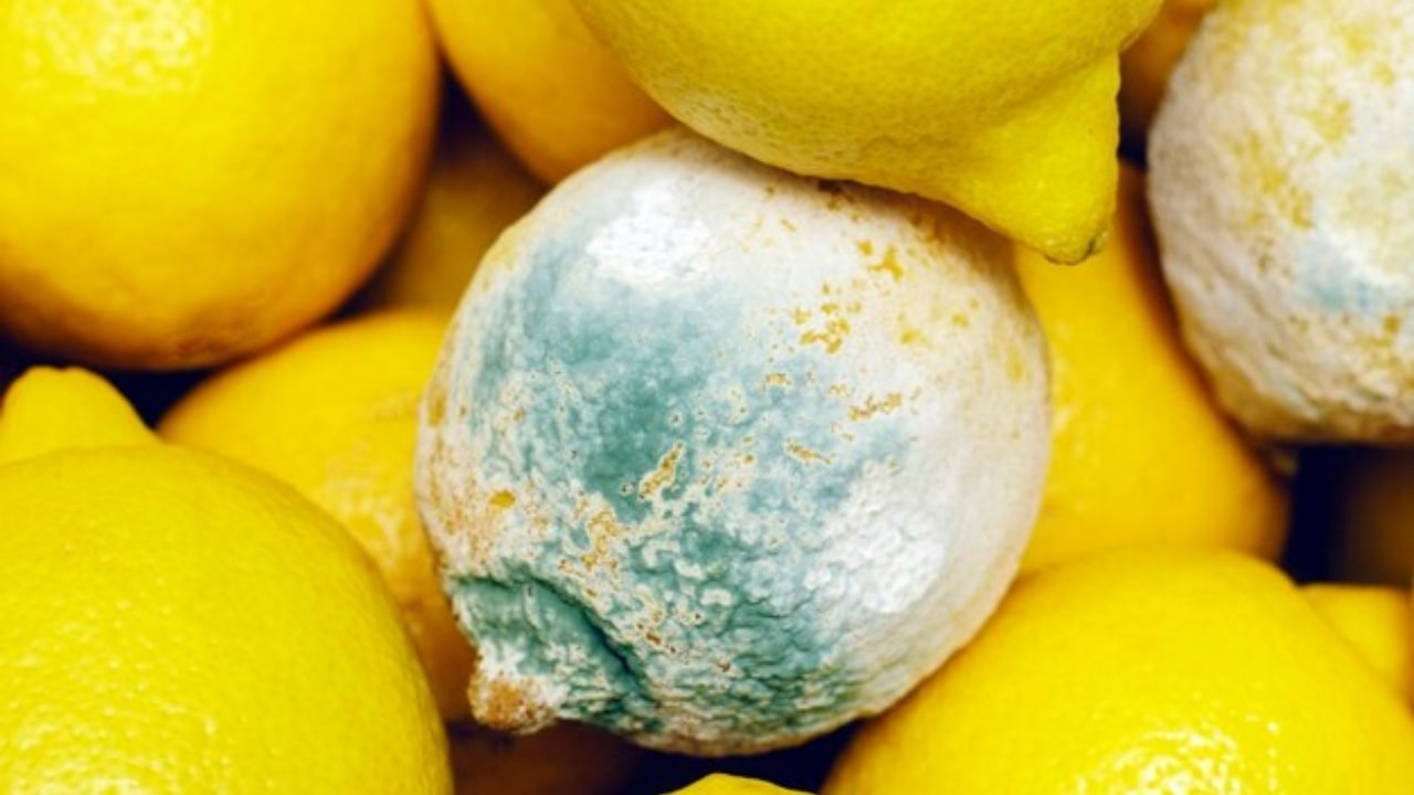 Limões mofados