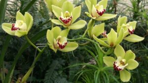 L’orchidea da esterno super resistente: scopri qual è