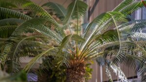 Pianta di Cycas, come rinvasarla per tenerla in casa