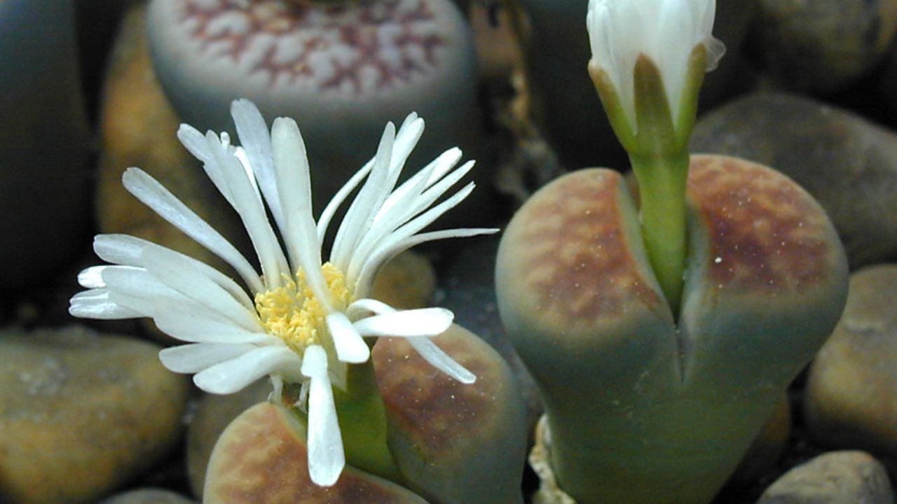 Lithops