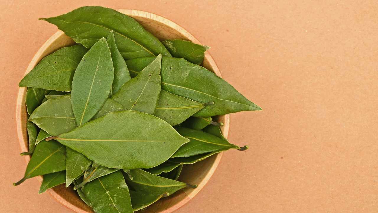 Bay leaves