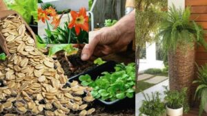 Come fare concime naturale di avena per far fiorire le tue piante