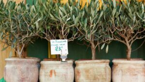 Tutti quello che volevi sapere sul bonsai olivo