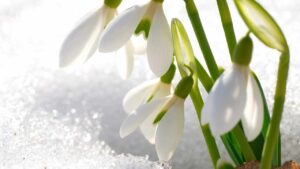 È il fiore bellissimo che sbuca dalla neve e annuncia la primavera