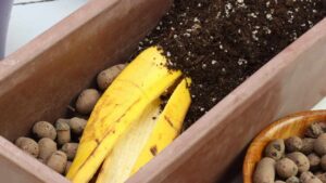 8 bucce di frutta che puoi trasformare in fertilizzanti (naturali) per le tue piante