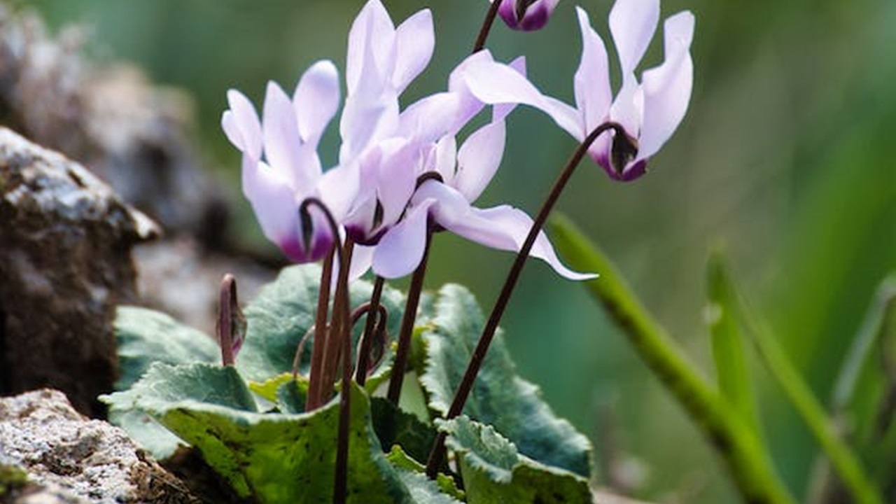 ciclamino bianco