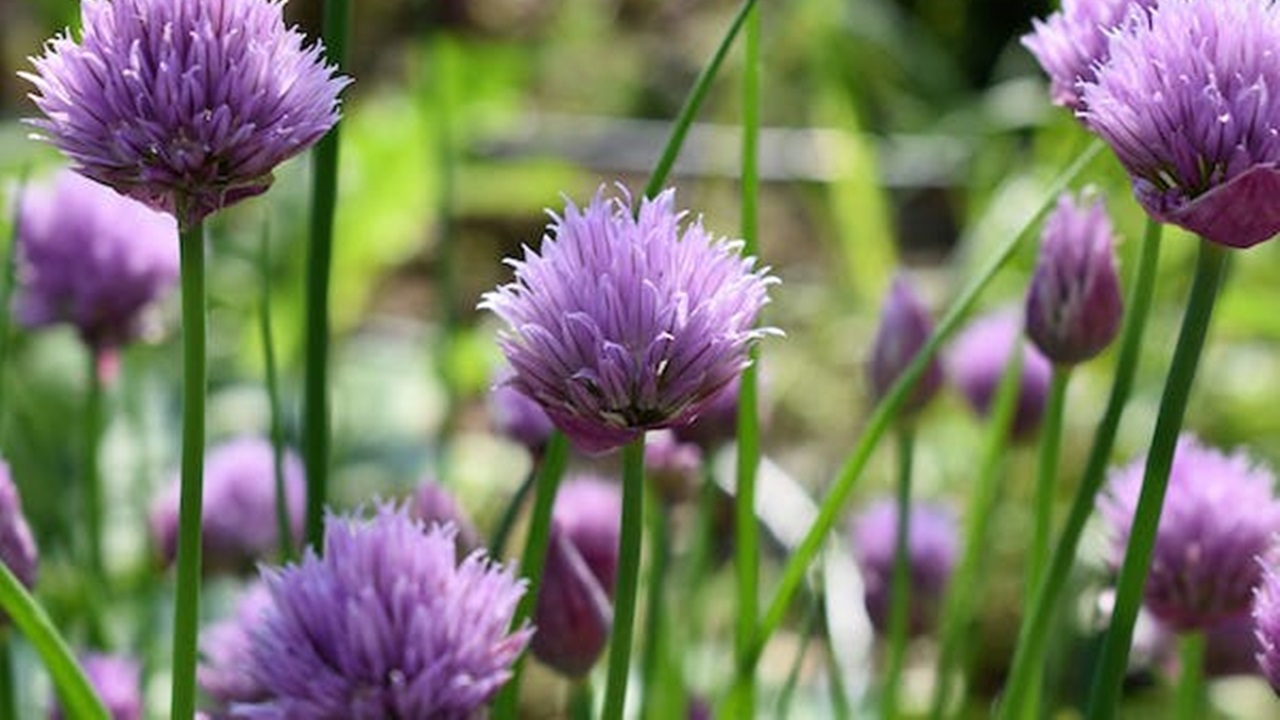 fiori viola