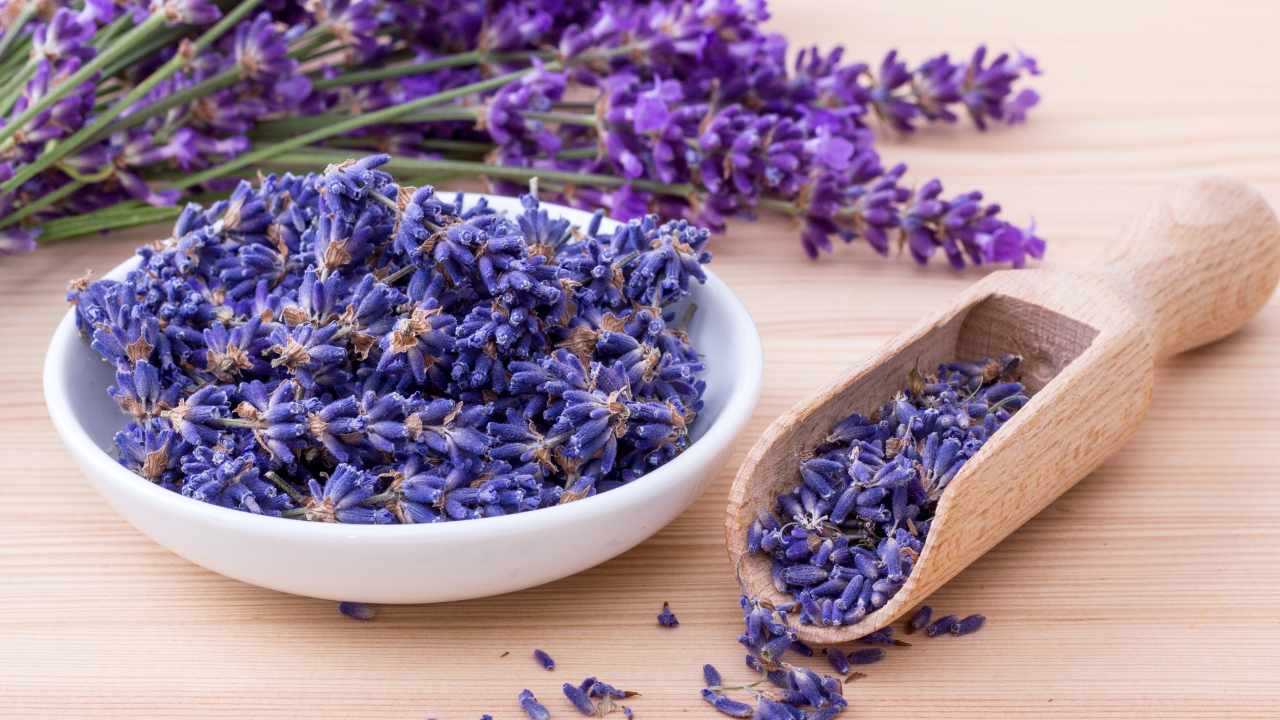 fiori di lavanda