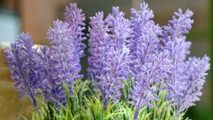 Come proteggere la lavanda dal gelo