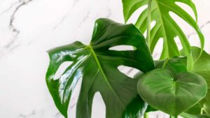 Talea della Monstera deliciosa: i segreti che devi conoscere