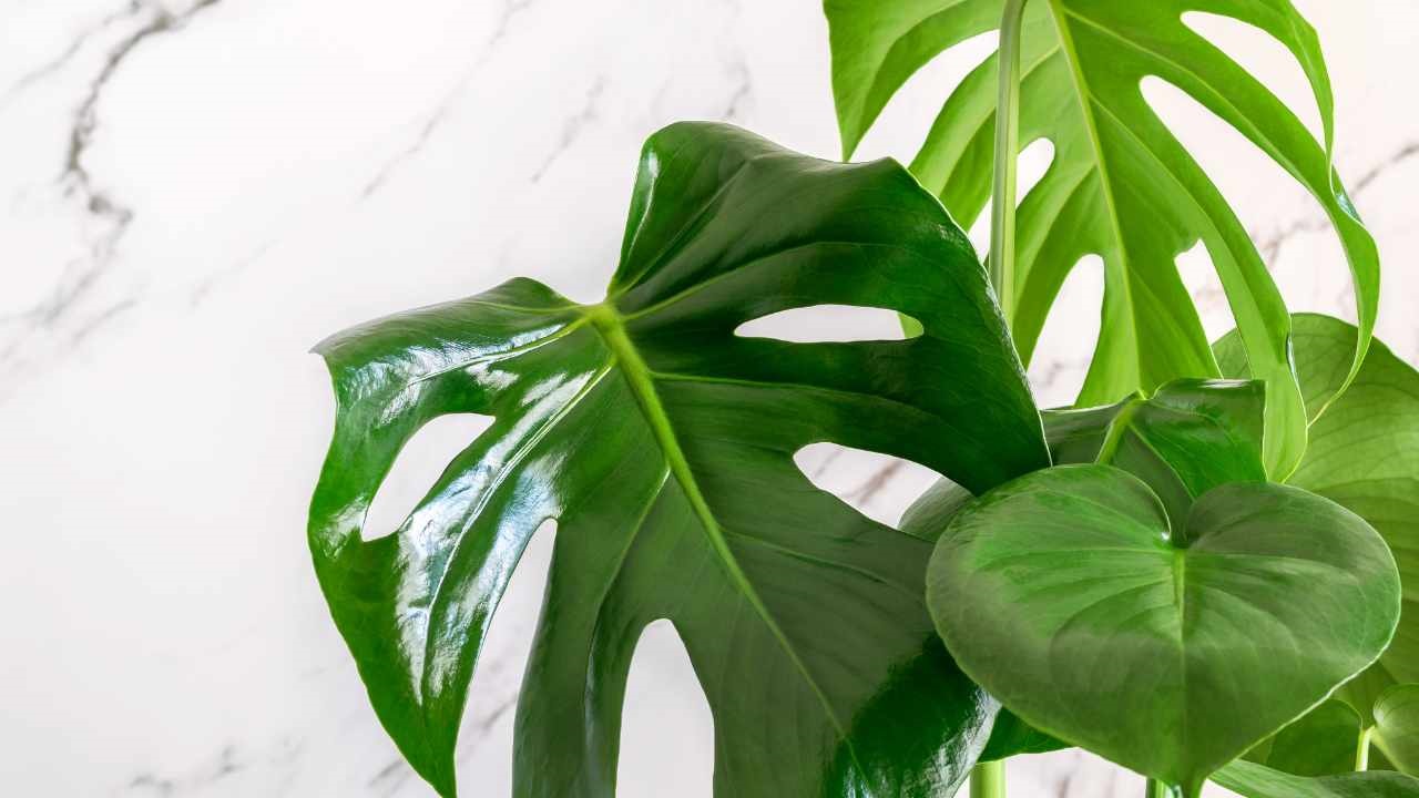 monstera talea