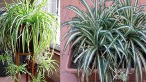 Nastrino o falangio: 3 cose che devi fare se vuoi avere delle piante stupende e rigogliose