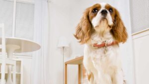 Come liberarti facilmente (e in poche mosse) dei peli di animali in casa