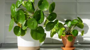 È una delle più belle da interno: Pilea peperomioides o “pianta delle monete cinese”