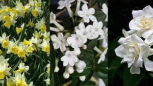 Queste sono le piante più profumate da coltivare sul balcone o nel tuo giardino