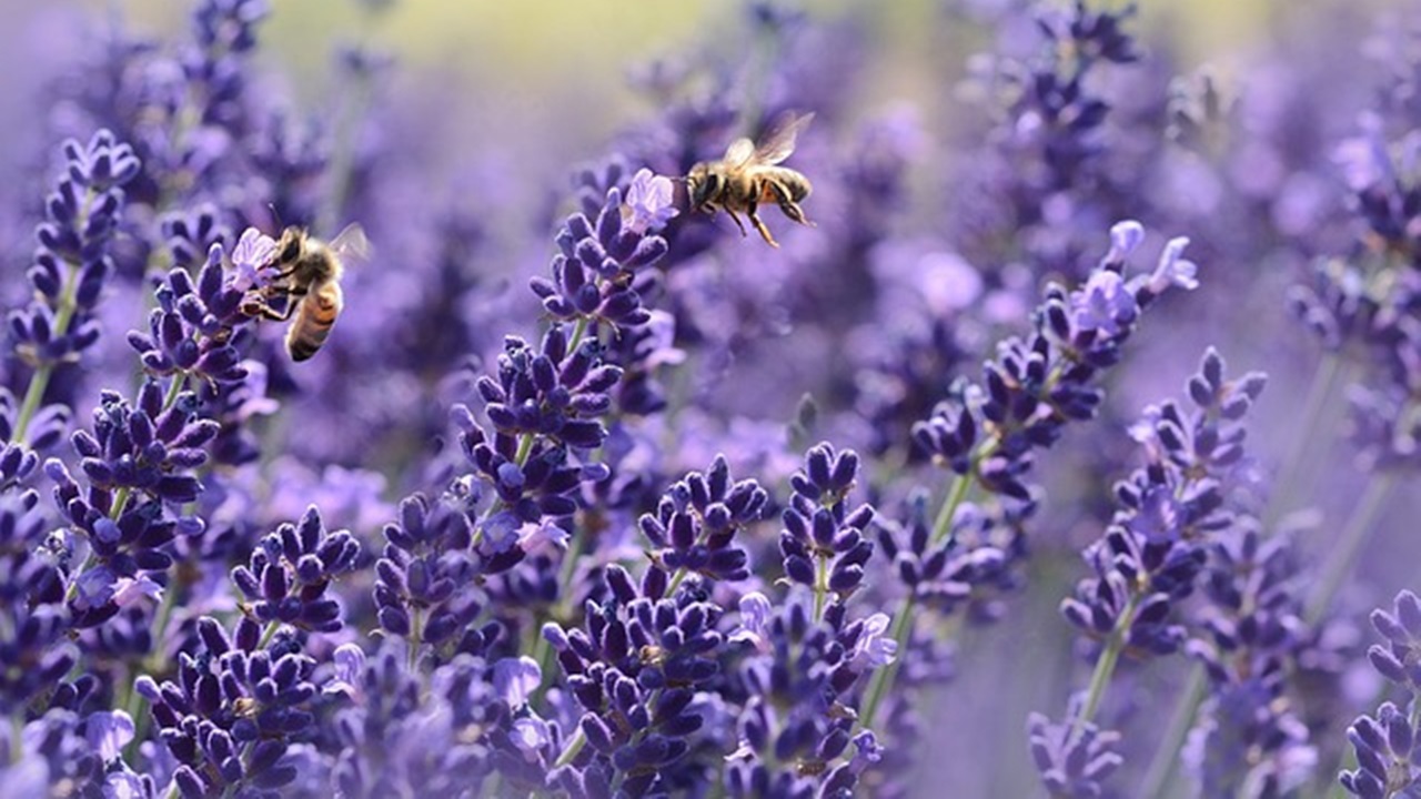 lavanda