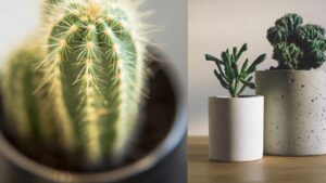 Sai quale differenza c’è tra piante succulente, grasse e cactus?