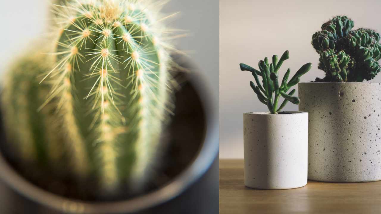 succulente e cactus