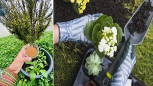 Zenzero e cannella, come fare un compost fai da te per le tue piante: ti ringrazieranno