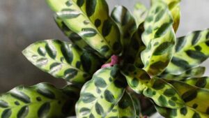 Calathea Insignis, la pianta d’appartamento che trasforma ogni angolo della casa in un paradiso: una guida per i meno esperti