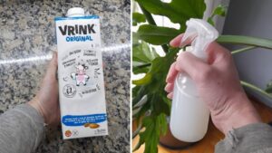 I benefici del latte per le tue piante