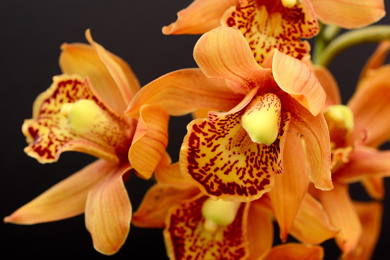 Orchidea arancio