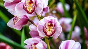Benedetta Rossi e le orchidee fiorite tutto l’anno: ecco come fa