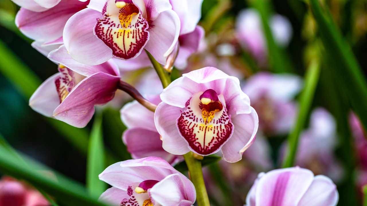 Orchidea