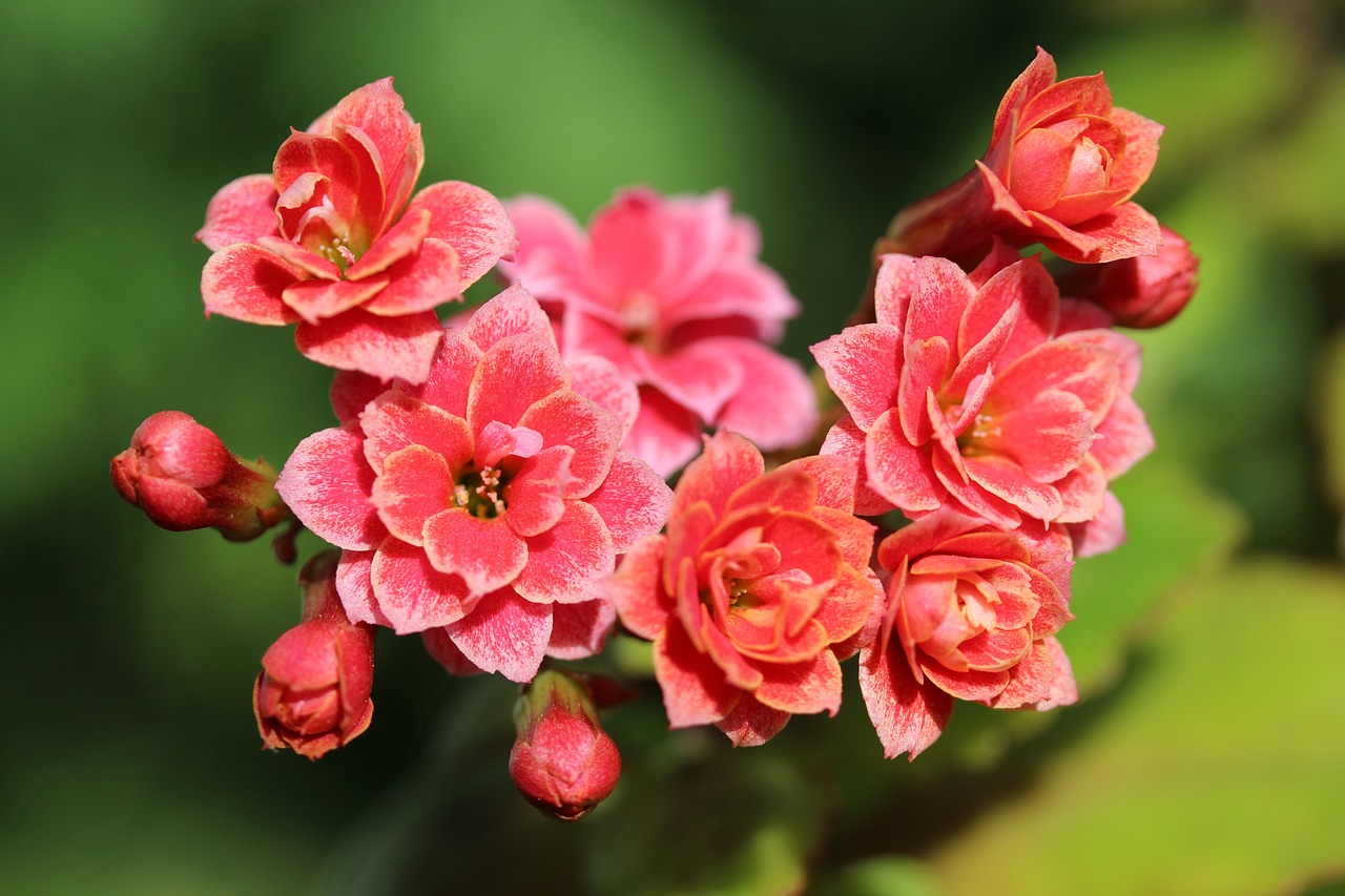 Fioritura kalanchoe