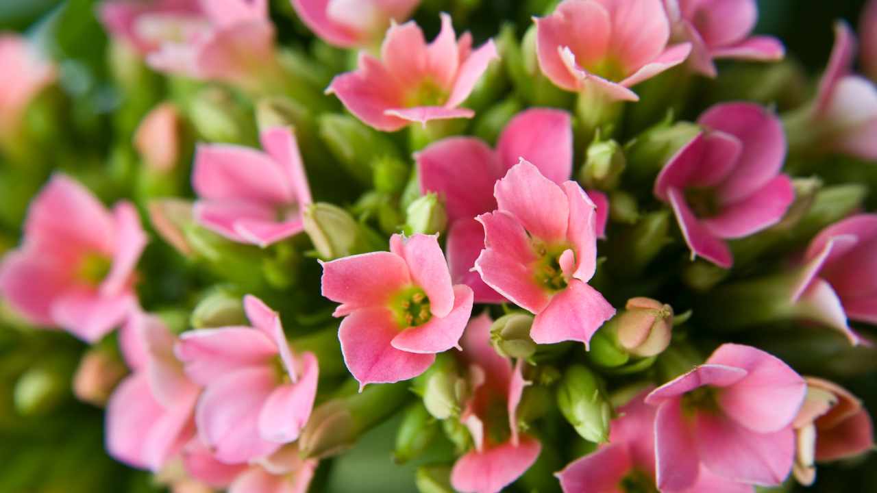 Kalanchoe